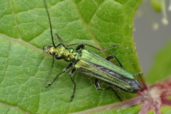 Oedemera nobilis