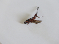 Xeris indecisus