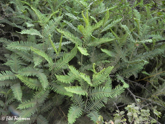 Sticherus cryptocarpus
