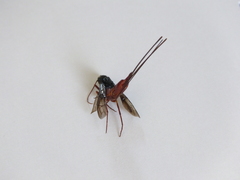 Xeris indecisus