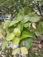 Erythrina rubrinervia