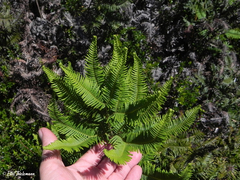Sticherus cryptocarpus