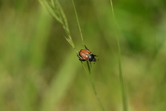 Anisoplia austriaca