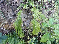 Asplenium flaccidum flaccidum
