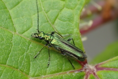 Oedemera nobilis