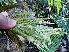 Asplenium flaccidum flaccidum