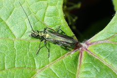 Oedemera nobilis