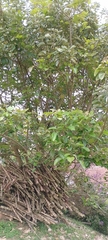 Erythrina fusca