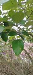 Erythrina fusca