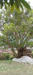 Erythrina fusca