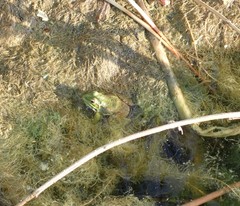 Pelophylax saharicus