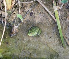 Pelophylax saharicus