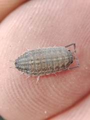 Proporcellio pusillus