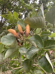 Erythrina fusca