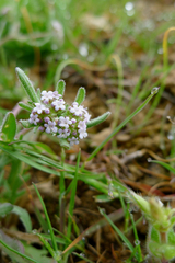 Valerianella discoidea
