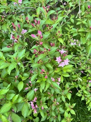 Weigela floribunda