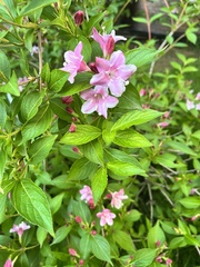 Weigela floribunda