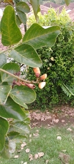 Erythrina fusca