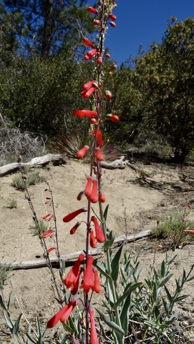 iNaturalist observation photo of scarlet bugler