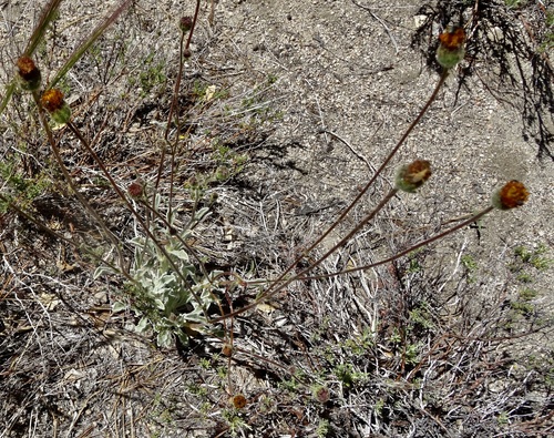 iNaturalist observation photo of pumice alpinegold