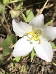 Sabatia campestris