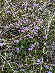 Primula mistassinica