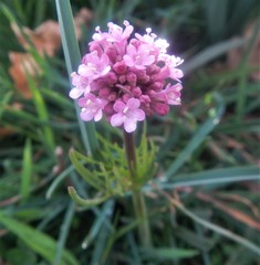 Valeriana tuberosa