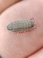 Proporcellio pusillus