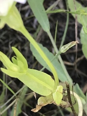 Sabatia campestris