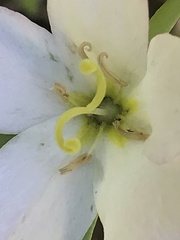 Sabatia campestris