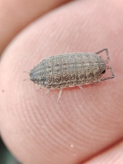 Proporcellio pusillus