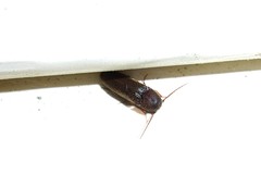 Elateridae