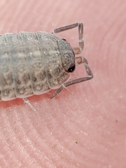 Proporcellio pusillus