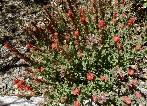 iNaturalist observation photo of Felt Paintbrush