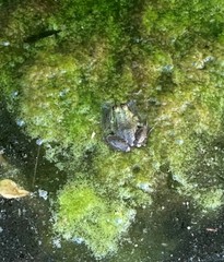 Pelophylax saharicus