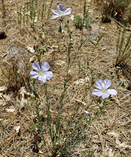 iNaturalist observation photo of Lewis flax