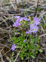 Primula mistassinica