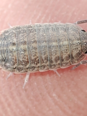 Proporcellio pusillus