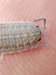 Proporcellio pusillus