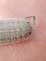 Proporcellio pusillus