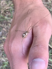 Metaphalangium cirtanum