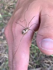 Metaphalangium cirtanum