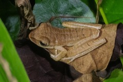 Boana multifasciata