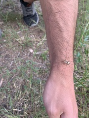 Metaphalangium cirtanum