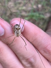 Metaphalangium cirtanum