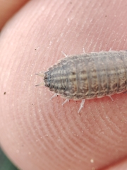 Proporcellio pusillus