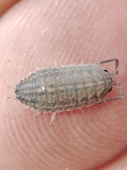 Proporcellio pusillus