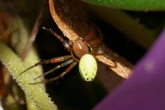 Araniella opisthographa