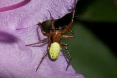 Araniella opisthographa