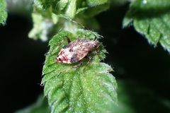 Deraeocoris flavilinea